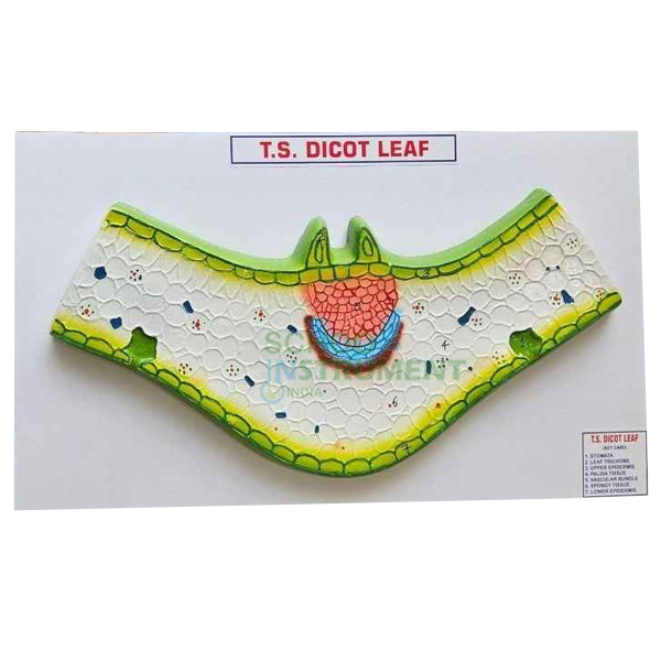 Model, T. S. Dicot Leaf